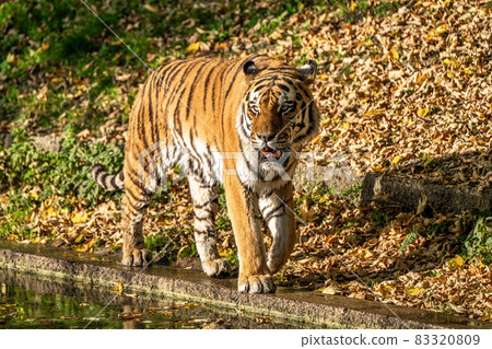 The Siberian tiger,Panthera tigris altaica in the zoo 83320809