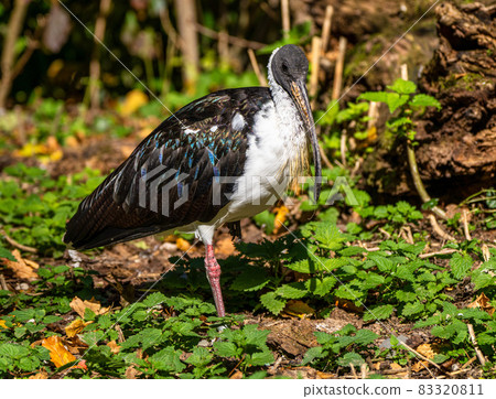 Straw-necked Ibis, Threskiornis spinicollis in the zoo 83320811