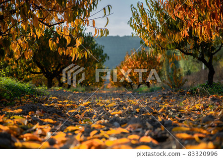 Autumn peach garden with fallen leaves on the ground. 83320996