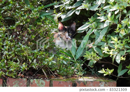 A young calico female stray cat has a cute habit of sticking out her tongue 83321309