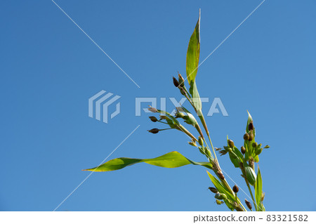 栽培藍天和薏苡仁（10月） 83321582