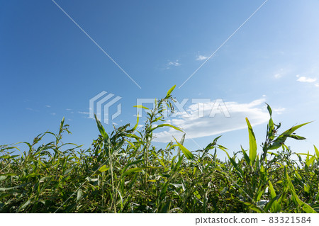 Cultivation of blue sky and Coix seeds (October) 83321584