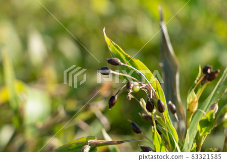 Cultivation of Coix seeds (October) Cultivation of Coix seeds (October) 83321585