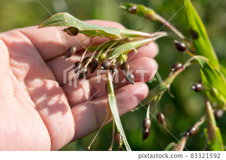 Cultivation of Coix seeds Male checking growth (October) 83321592