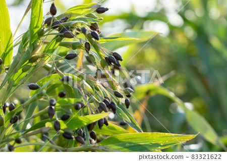Cultivation of Coix seeds (October) 83321622