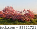 即使傾斜 櫻花盛開的傍晚 83321721