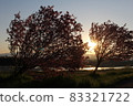 傾斜的櫻桃樹後的日落 83321722