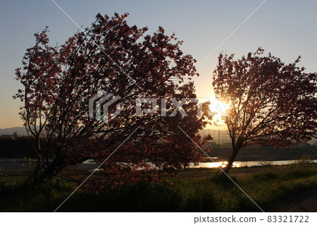 傾斜的櫻桃樹後的日落 83321722