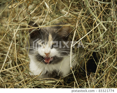 Cute green eyed cat lying in hay. Curious stray animal lives in cowshed and plays in straw. 83321774