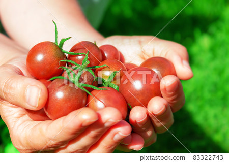 Ripe red cherry tomatoes in woman's hand. 83322743