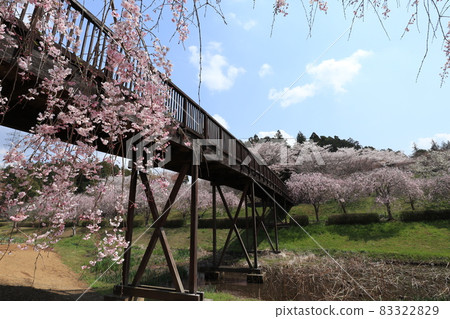Weeping cherry tree on the hill of Hitachi Fudoki 83322829