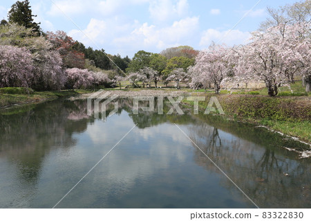 Weeping cherry tree on the hill of Hitachi Fudoki Weeping cherry tree on the hill of Hitachi Fudoki 83322830