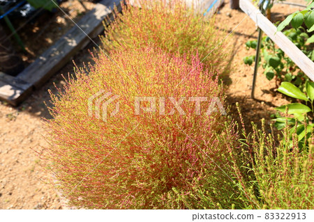 Coloring Kokia 83322913