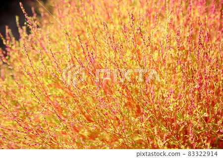 著色Kokia 83322914