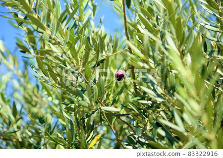 Colored olive fruit 83322916