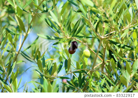 Colored olive fruit 83322917