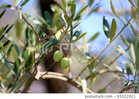 清爽的橄欖果 83322921