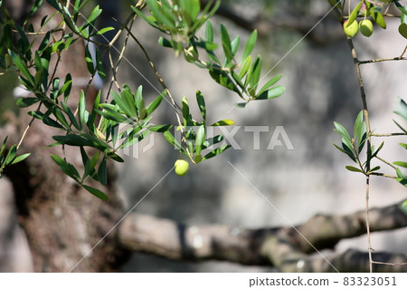 Refreshing olive fruit 83323051