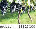 Vineyard for wine 83323100