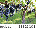 Vineyard for wine 83323104