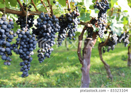 Vineyard for wine 83323104