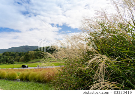 Miscanthus sinensis and Kokia planted at the foot of Amakashi Hill, Asuka Village, Nara Prefecture Miscanthus sinensis and Kokia planted at the foot of Amakashi Hill, Asuka Village, Nara Prefecture 83323419