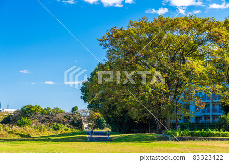 秋葉開始散步的櫸樹 83323422