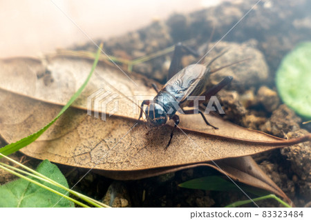 落葉上的蟋蟀 83323484