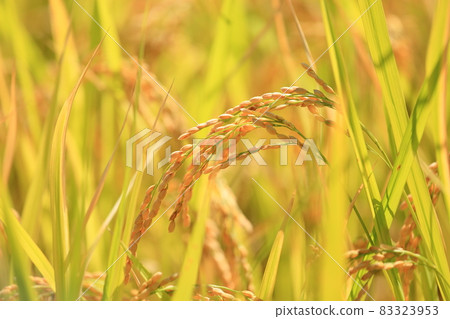 Rice field Rice field 83323953