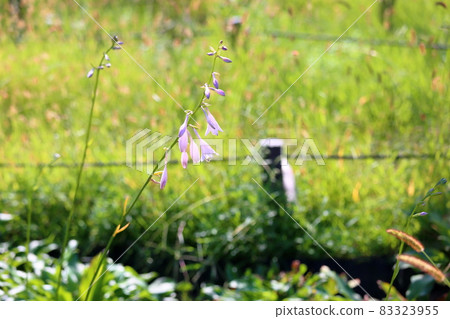 hosta flower hosta flower 83323955