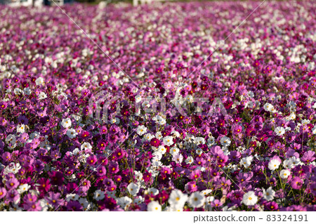 One side of cosmos flowers planted in the rice paddy field One side of cosmos flowers planted in the rice paddy field 83324191