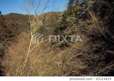 Sky blue, high, deciduous walking in bare trees 83324824