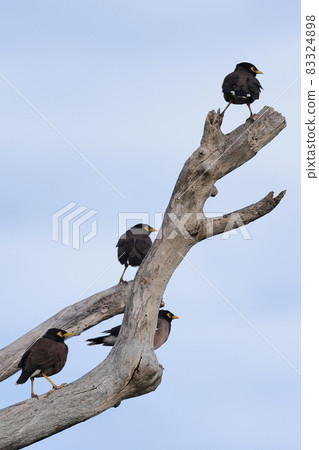 石垣島公園裡的野生鳥類，常見的八哥。一群幾十隻鳥在海邊公園裡 83324898