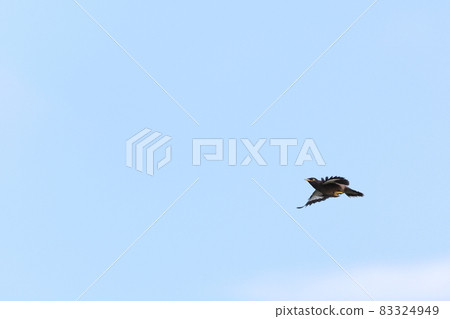 生物野鳥普通八哥,飛行時翅膀上的白點突出 生物野鳥普通八哥,飛行時翅膀上的白點突出 83324949