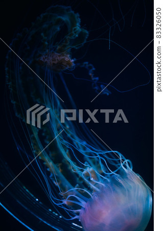 水族館水母 水族館水母 83326050