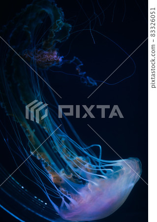 水族館水母 83326051