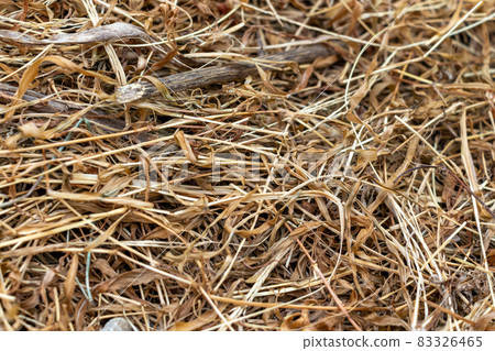Close-up of dead grass Close-up of dead grass 83326465