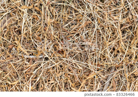 Dry dead grass Dry dead grass 83326466