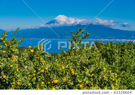 (Shizuoka Prefecture) Harvesting soon, from the mandarin orange field in Izu, Mt. Fuji 83326604