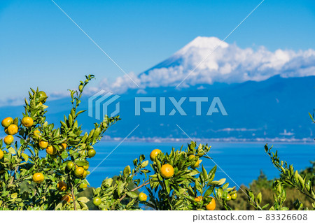 (Shizuoka Prefecture) Harvesting soon, from the mandarin orange field in Izu, Mt. Fuji 83326608