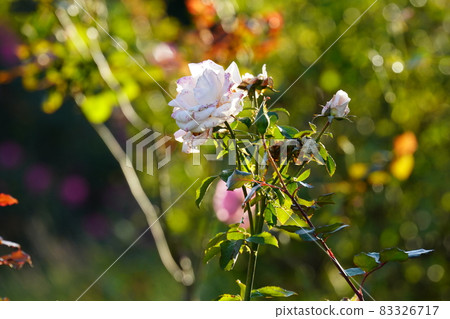 白玫瑰 白玫瑰 83326717