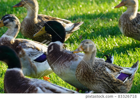 跑鴨 跑鴨 83326718