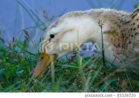 鴨子的水 83326720