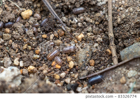 Lots of pill bugs moving on moist soil Lots of pill bugs moving on moist soil 83326774