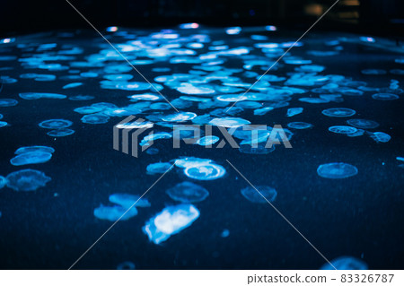Aquarium jellyfish Aquarium jellyfish 83326787