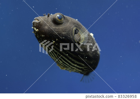 Fugu Sazanami Fugu Sazanami 河豚幼魚 83326958