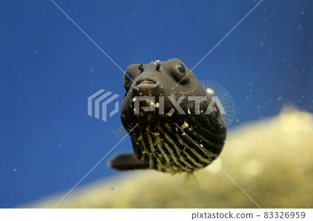 Fugu Sazanami Fugu Sazanami 河豚幼魚 83326959