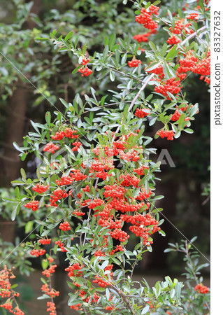 Firethorn fruit Firethorn fruit 83327632
