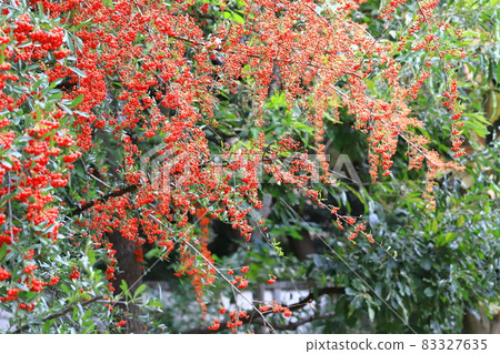 Firethorn fruit 83327635