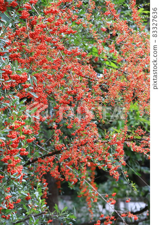 Firethorn fruit Firethorn fruit 83327636